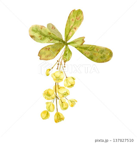 A oblonghand-drawn watercolor barberry branch with blooming yellow flowers and leaves on an isolated background. Simple spring botanical clip art for designing and decorating packaging, and postcards. A oblonghand-drawn watercolor barberry branch with blooming yellow flowers and leaves on an isolated background. Simple spring botanical clip art for designing and decorating packaging, and postcards. 137827510