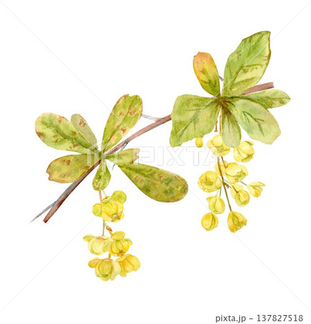 A hand-drawn watercolor barberry branch with blooming yellow flowers and leaves on an isolated background. Simple spring botanical clip art for designing and decorating packaging, and postcards. 137827518