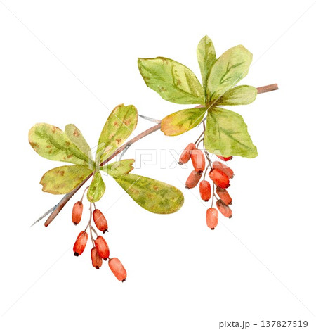 A hand-drawn watercolor barberry branch with red berries and leaves on an isolated background. Simple autumn botanical clip art for designing and decorating packaging, postcards, and advertising. A hand-drawn watercolor barberry branch with red berries and leaves on an isolated background. Simple autumn botanical clip art for designing and decorating packaging, postcards, and advertising. 137827519