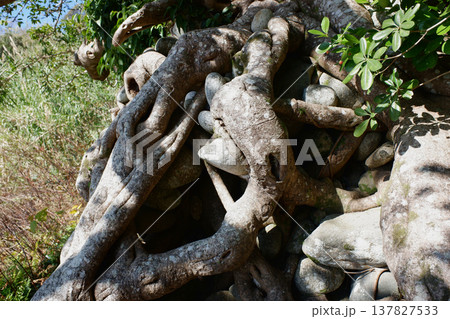 高知県土佐清水市　石抱きアコウ 137827533