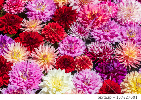 水面に浮かぶ色とりどりの華やかなダリアの花 水面に浮かぶ色とりどりの華やかなダリアの花 137827601