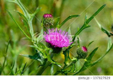 鮮やかなピンク色のノアザミの花と棘のある葉 鮮やかなピンク色のノアザミの花と棘のある葉 137827629