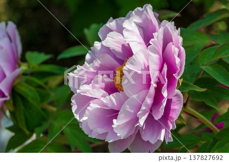 ピンク色の花びらが幾重にも重なる大輪の牡丹の花 ピンク色の花びらが幾重にも重なる大輪の牡丹の花 137827692