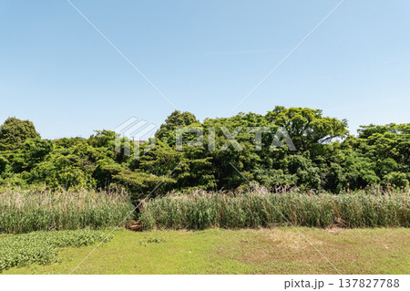 夏の青空と生い茂る緑の木々が広がる草原の風景 夏の青空と生い茂る緑の木々が広がる草原の風景 137827788