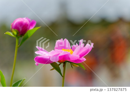 初夏に咲く鮮やかなピンク色のシャクヤクの花 137827875