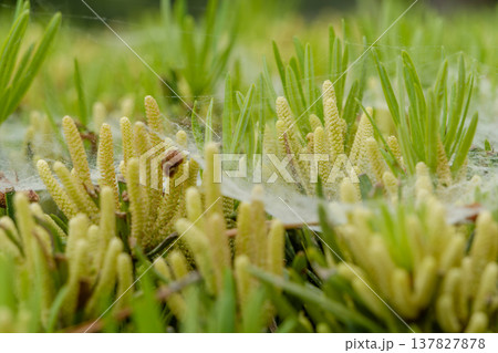 初夏の草原で輝く松の花粉とクモの巣の幻想的な風景 初夏の草原で輝く松の花粉とクモの巣の幻想的な風景 137827878