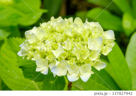 咲き始めの淡いライムグリーンの紫陽花 咲き始めの淡いライムグリーンの紫陽花 137827942
