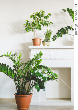 Various green houseplants bringing natural decor and freshness to bright home interior Various green houseplants bringing natural decor and freshness to bright home interior 137827951