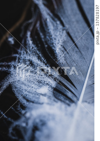 水滴を纏う白鳥の羽根 137828197