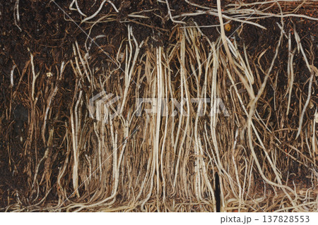 Macro view of chives roots in soil 137828553