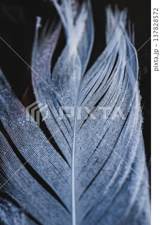 朝露に濡れる白鳥の羽根 137828572