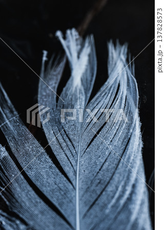 朝露に濡れる白鳥の羽根 137828573