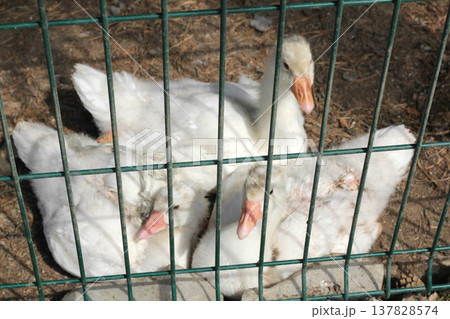 Young white geese behind wire fence on farm 137828574