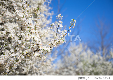 White blossom canopy beneath a cloudless spring sky. Renewal, abundance, seasonal change, orchard beauty, tranquility, growth, freshness, openness, and natural harmony in sunlight. White blossom canopy beneath a cloudless spring sky. Renewal, abundance, seasonal change, orchard beauty, tranquility, growth, freshness, openness, and natural harmony in sunlight. 137828593