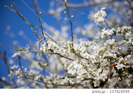 White blossom canopy beneath a cloudless spring sky. Renewal, abundance, seasonal change, orchard beauty, tranquility, growth, freshness, openness, and natural harmony in sunlight. 137828595