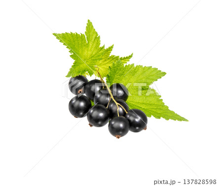 Black currant isolated. Currant black berry with leaves on white Black currant isolated. Currant black berry with leaves on white 137828598