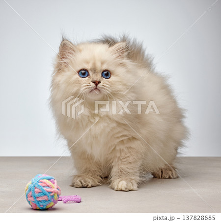 White Siberian colorpoint kitten Neva Masquerade with blue eyes 137828685