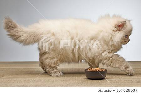 White Siberian colorpoint kitten Neva Masquerade with blue eyes on wooden floor 137828687