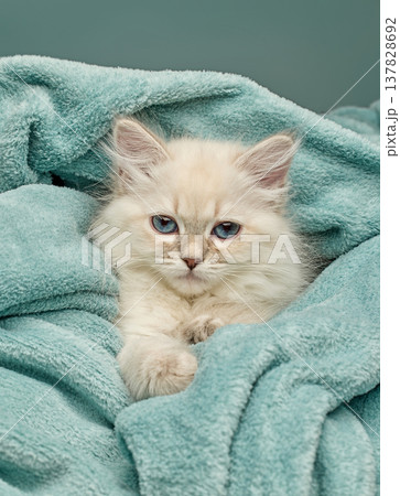 White Siberian colorpoint kitten Neva Masquerade with blue eyes 137828692