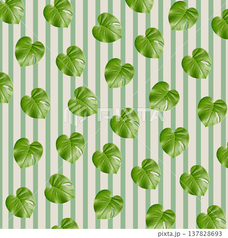 Pattern of Monstera Deliciosa Leaves on Vertical Green Stripes Background 137828693