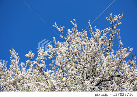 White blossom canopy beneath a cloudless spring sky. Renewal, abundance, seasonal change, orchard beauty, tranquility, growth, freshness, openness, and natural harmony in sunlight. White blossom canopy beneath a cloudless spring sky. Renewal, abundance, seasonal change, orchard beauty, tranquility, growth, freshness, openness, and natural harmony in sunlight. 137828710