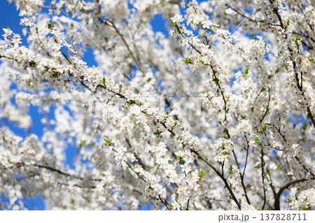 White blossom canopy beneath a cloudless spring sky. Renewal, abundance, seasonal change, orchard beauty, tranquility, growth, freshness, openness, and natural harmony in sunlight. White blossom canopy beneath a cloudless spring sky. Renewal, abundance, seasonal change, orchard beauty, tranquility, growth, freshness, openness, and natural harmony in sunlight. 137828711