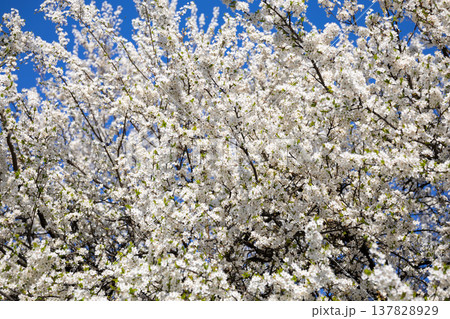 Dense white flowering branches against an intense blue sky. Fullness, vitality, spring arrival, outdoor calm, botanical richness, and seasonal abundance in a luminous natural setting. Dense white flowering branches against an intense blue sky. Fullness, vitality, spring arrival, outdoor calm, botanical richness, and seasonal abundance in a luminous natural setting. 137828929