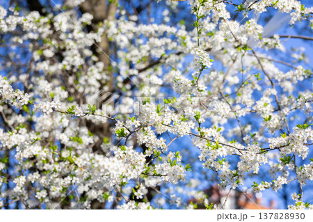 Dense white flowering branches against an intense blue sky. Fullness, vitality, spring arrival, outdoor calm, botanical richness, and seasonal abundance in a luminous natural setting. Dense white flowering branches against an intense blue sky. Fullness, vitality, spring arrival, outdoor calm, botanical richness, and seasonal abundance in a luminous natural setting. 137828930