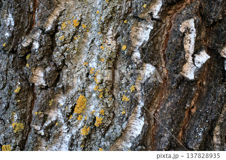 Birch bark with deep vertical cracks and patches of gray lichen. Detailed natural background Birch bark with deep vertical cracks and patches of gray lichen. Detailed natural background 137828935