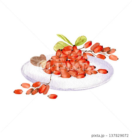 A bunch of red oblong barberries on a plate and a branch with berries and leaves. Hand-drawn watercolor illustration on an isolated background. A simple botanical illustration of the autumn harvest. 137829072