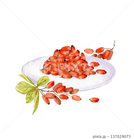 A bunch of red oblong barberries on a plate and a branch with berries and leaves. Hand-drawn watercolor illustration on an isolated background. A simple botanical illustration of the autumn harvest. A bunch of red oblong barberries on a plate and a branch with berries and leaves. Hand-drawn watercolor illustration on an isolated background. A simple botanical illustration of the autumn harvest. 137829073