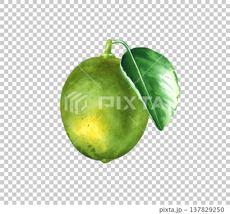 Lime with a green leaf. Watercolor illustration of a sour fruit on an isolated background. Realistic botanical clipart with exotic ripe lime for food and drinks. Lime with a green leaf. Watercolor illustration of a sour fruit on an isolated background. Realistic botanical clipart with exotic ripe lime for food and drinks. 137829250
