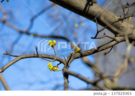 Young spring buds reaching into a clear blue sky. Renewal, potential, awakening, growth, simplicity, and seasonal transition captured through light, space, and fragile natural forms 137829363