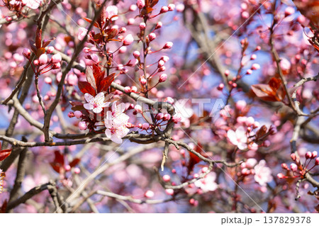 Pink flowering branches spreading across a clear blue spring sky. Renewal, vitality, expansion, awakening, softness, and seasonal energy in a calm natural setting. Pink flowering branches spreading across a clear blue spring sky. Renewal, vitality, expansion, awakening, softness, and seasonal energy in a calm natural setting. 137829378