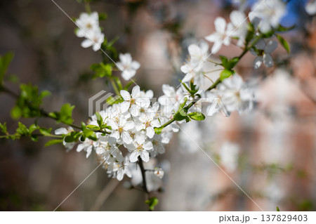 Close view of white spring blossoms covering slender branches. Fragility, renewal, pollination, biodiversity, seasonal rhythm, and botanical detail expressed through texture, light, and natural 137829403