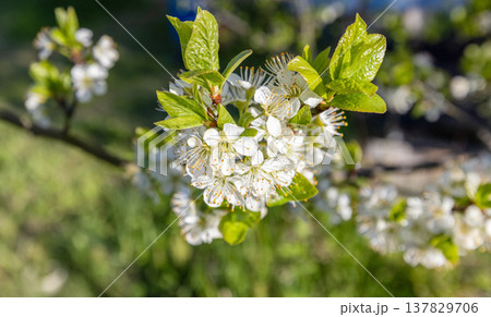 Prunus Domestica. White flowers of a plum tree are on blurry green background Prunus Domestica. White flowers of a plum tree are on blurry green background 137829706