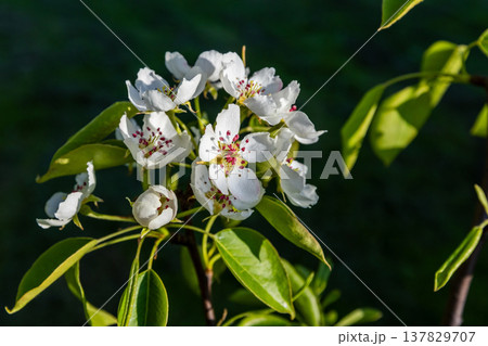 White flowers of a common pear tree are on blurry green natural background White flowers of a common pear tree are on blurry green natural background 137829707