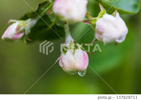 White pink buds of an apple tree are under drops of dew 137829711