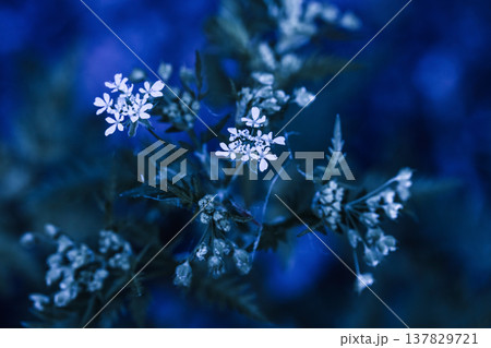Wild flowers Anthriscus sylvestris, known as cow parsley, wild chervil 137829721