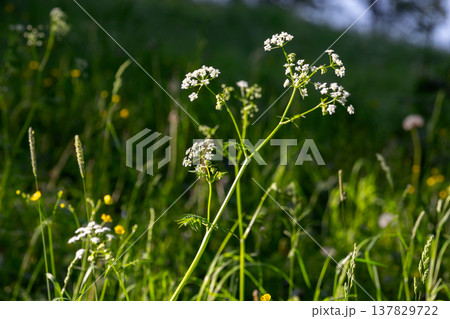 Close-up photo with selective soft focus of white wild flowers in a forest 137829722