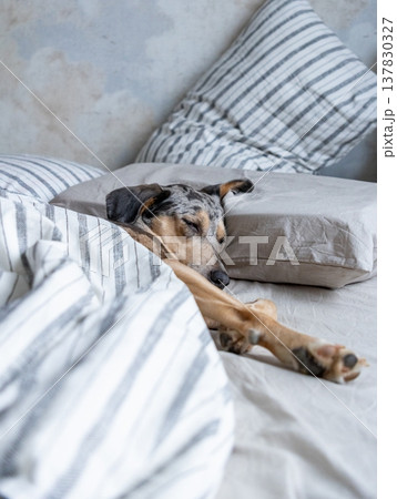 spotted dog sleeps in bed under a blanket. the pet is resting after a walk. adorable dog in bed. 137830327