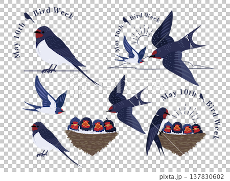 初夏のツバメのイラストセット：愛鳥週間のロゴと親子の燕 137830602