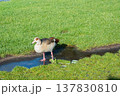 Egyptian goose in a park in Amsterdam, Europe 137830810