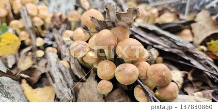 Macro view of a dense cluster of small brown mushrooms growing among fallen leaves and decaying wood. Macro view of a dense cluster of small brown mushrooms growing among fallen leaves and decaying wood. 137830860