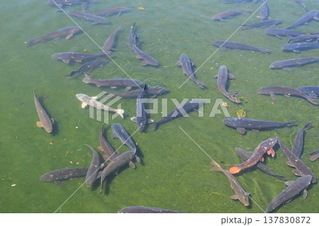 池で泳ぐ鯉 137830872