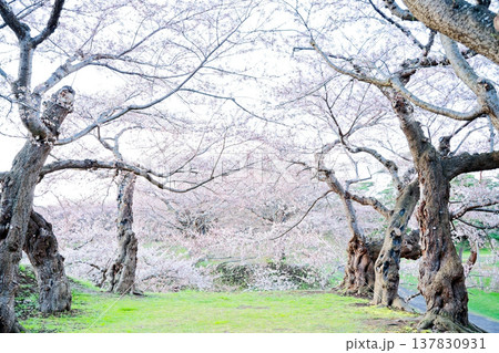 五稜郭公園の桜 五稜郭公園の桜 137830931