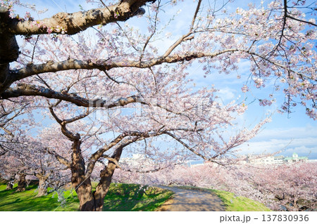 五稜郭公園の桜 五稜郭公園の桜 137830936