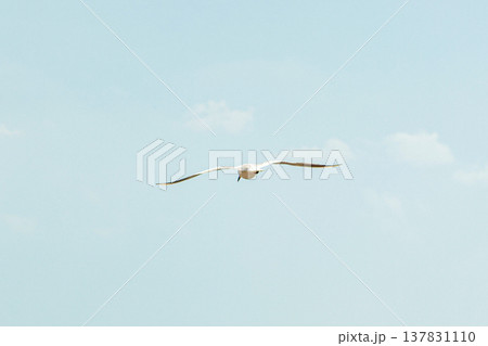青空を飛ぶ鳥 137831110