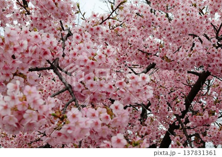 満開の川津桜 137831361