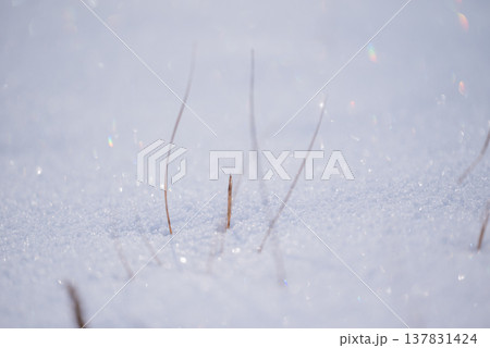 可愛い草と輝く雪面【長野県】 137831424